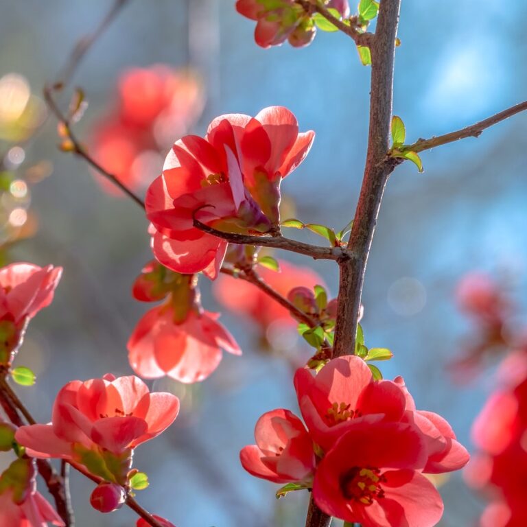 Spring Equinox Astrology – ดวงอาทิตย์ที่0º Aries