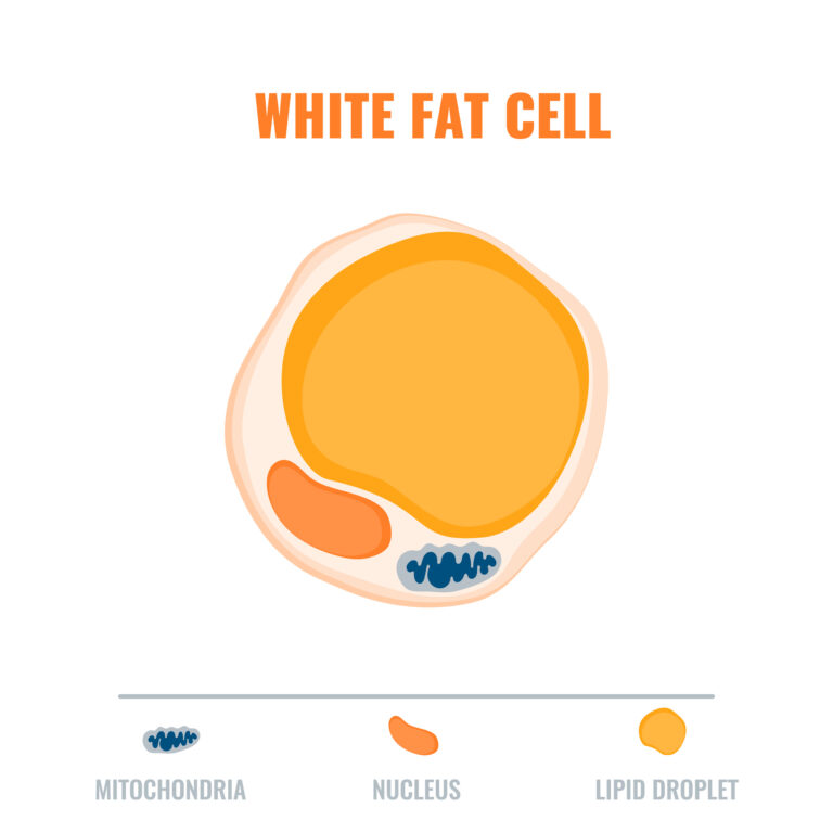 คุณรู้ไขมันในร่างกาย 4 ชนิดหรือไม่?