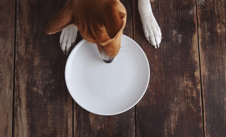 ทำไมการปล่อยให้สุนัขของคุณทำความสะอาดจานอาจทำให้ทั้งครอบครัวตกอยู่ในความเสี่ยง