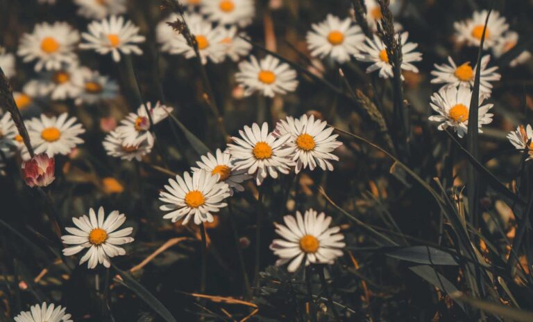 พวกเขาสวย… แต่ถ้าคุณเห็นดอกไม้เหล่านี้ทุกที่ดินของคุณกำลังมีปัญหา