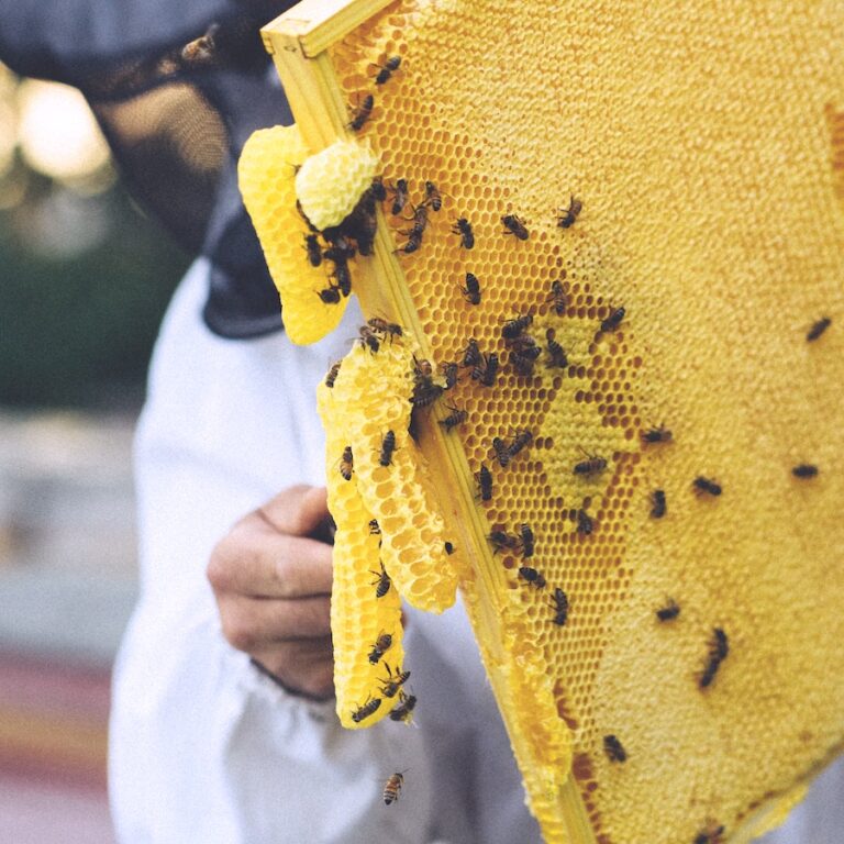 สีที่ดีที่สุดสำหรับราศีเมถุน? บอกว่าใช่เป็นสีเหลือง