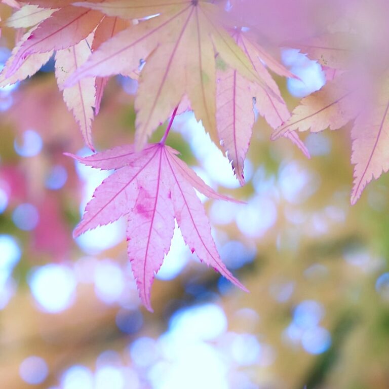 Autumn Equinox Astrology | Mabon & the Solar ที่0º Libra